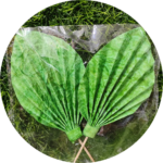 Paper Palm Leaf - Image 8